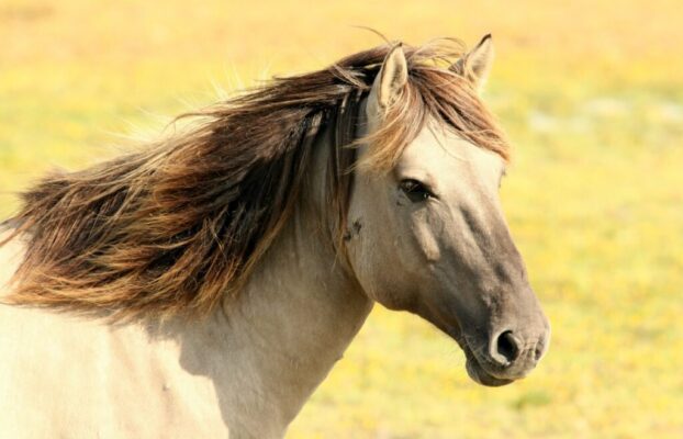 QUISTE SUBCONDRAL: ¿Qué son y cómo pueden afectar a nuestro caballo?