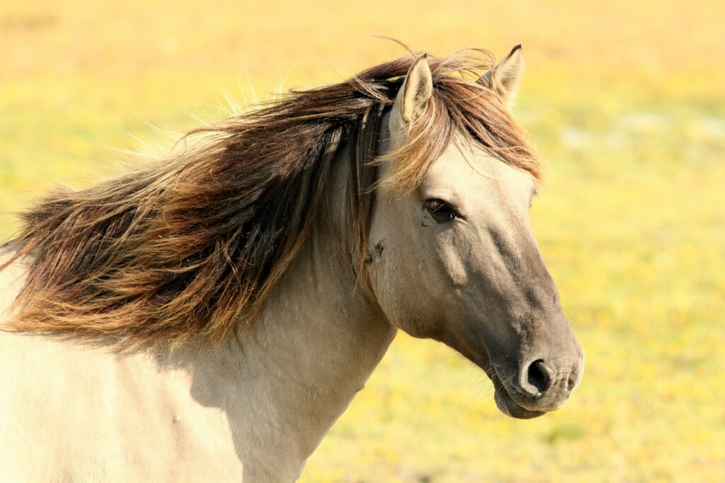 QUISTE SUBCONDRAL: ¿Qué son y cómo pueden afectar a nuestro caballo?