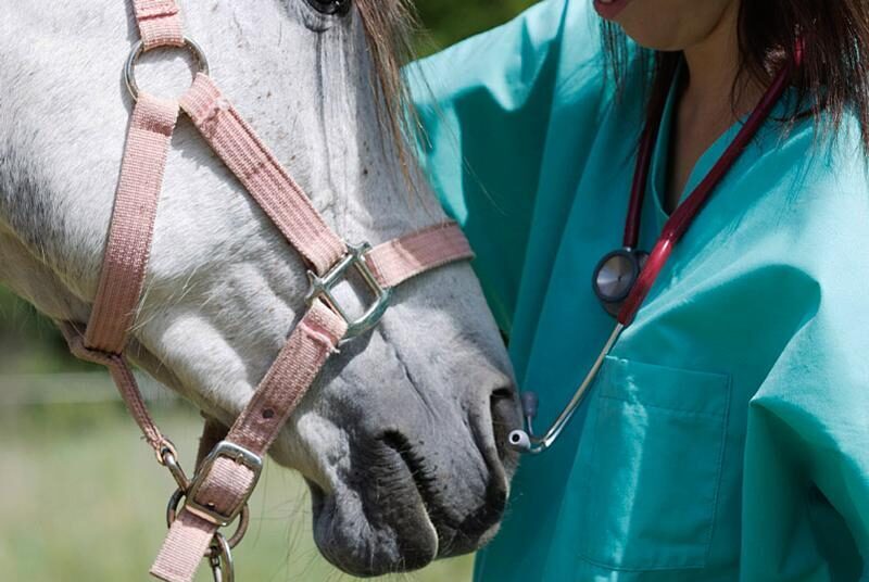 Certificado Veterinario